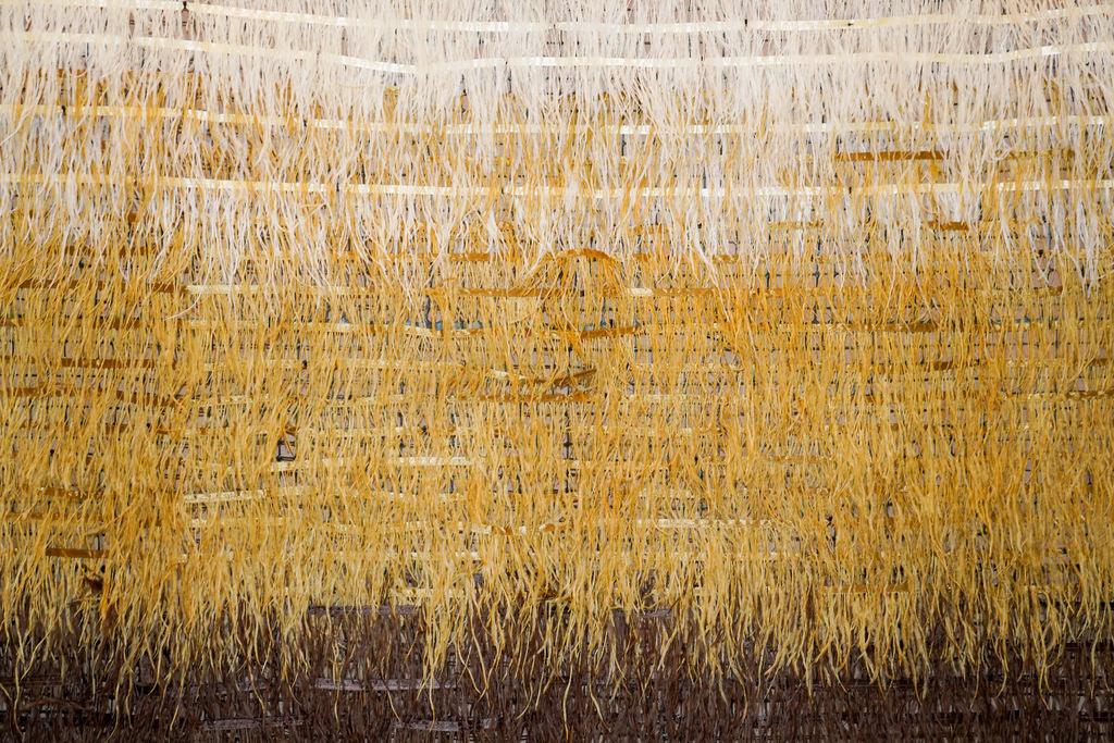 Light As a Feather Fringe Backdrop-Backdrops-Oh My Darling Party Co